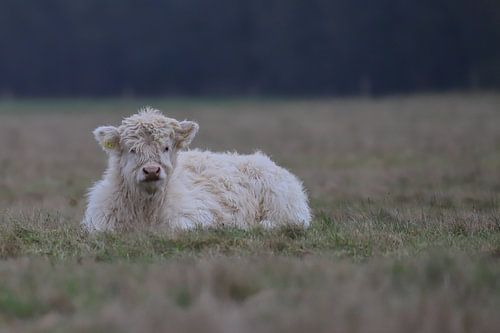 Blonde Schotse Hooglander kalf