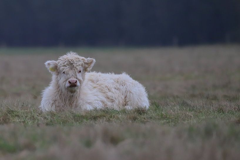 Blond Scottish Highlander calf by Karin van Rooijen Fotografie