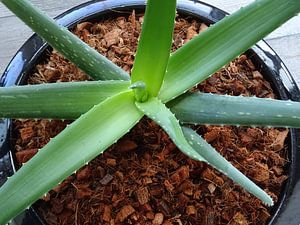 Kamerplant: Aloë Vera 1-2
