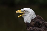 Amerikaanse zee arend