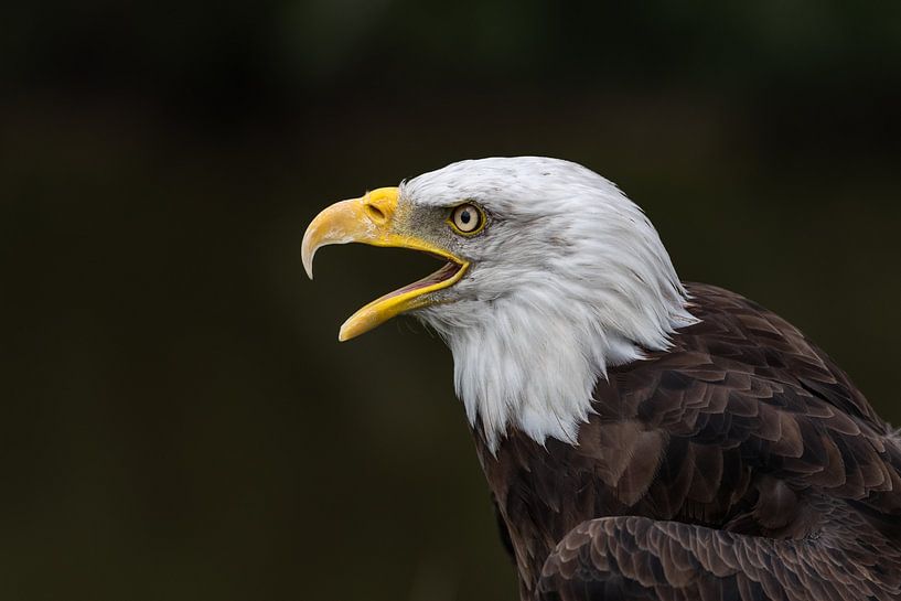 Amerikanischer Seeadler von Aandenken in Beeld