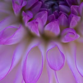 Macro dahlia van Monique de Koning