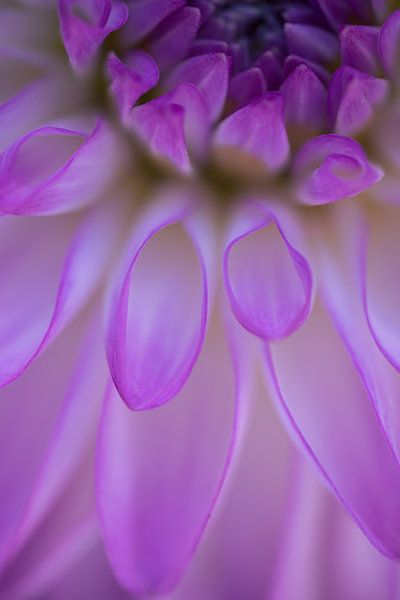 Macro dahlia par Monique de Koning