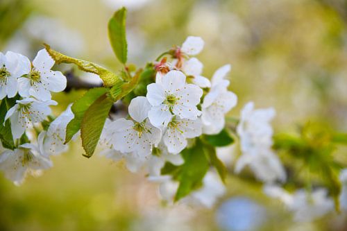 Cherry blossom in spring