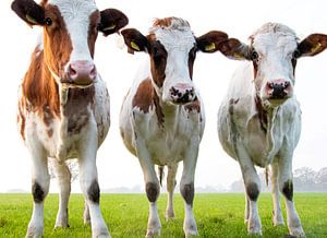 3 schöne Kühe auf der Weide von Bianca ter Riet