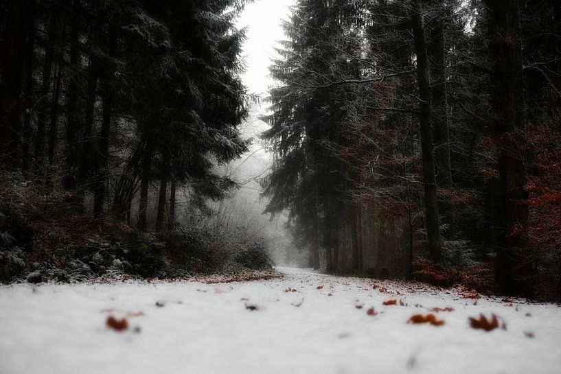 Wald im Winter von Toni Stauche