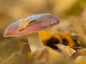 Zwart purpuren Russula van Wendy Drent thumbnail