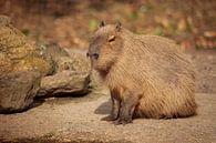 Capibara van Frank Smedts thumbnail