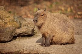 Capybara by Frank Smedts