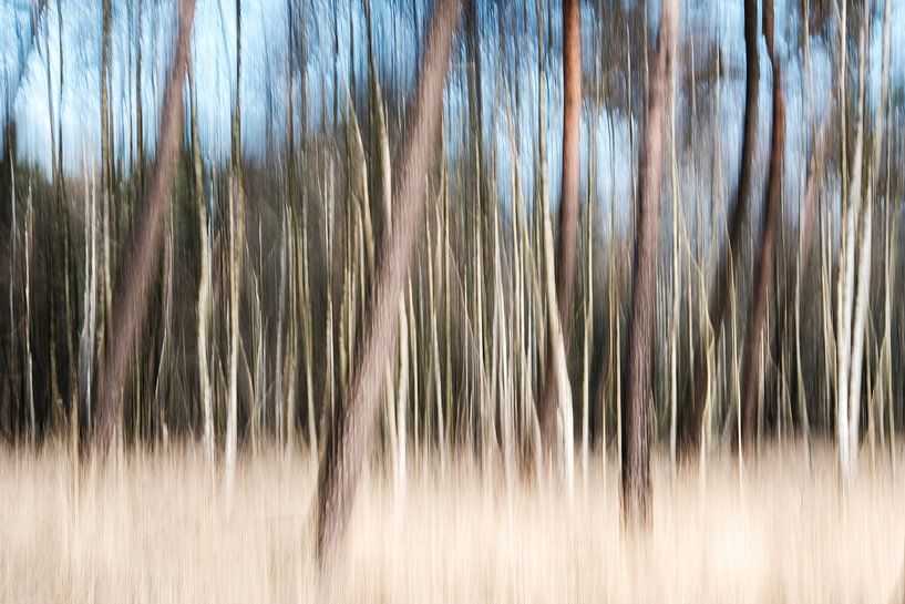 Het bos van Edwin van Wijk