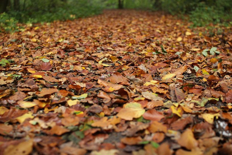 Herbstblätter von Marcel Alsemgeest