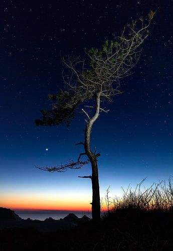 Tree under the stars