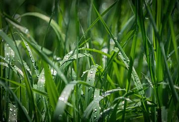 Close-up van gras na regen van Wolfgang Unger