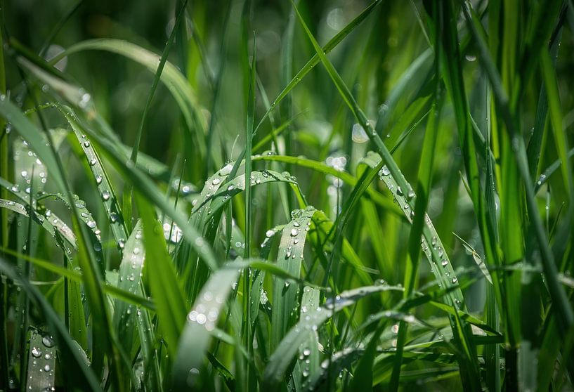 Close up of grass after rain by Wolfgang Unger