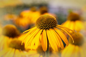 Echinacea