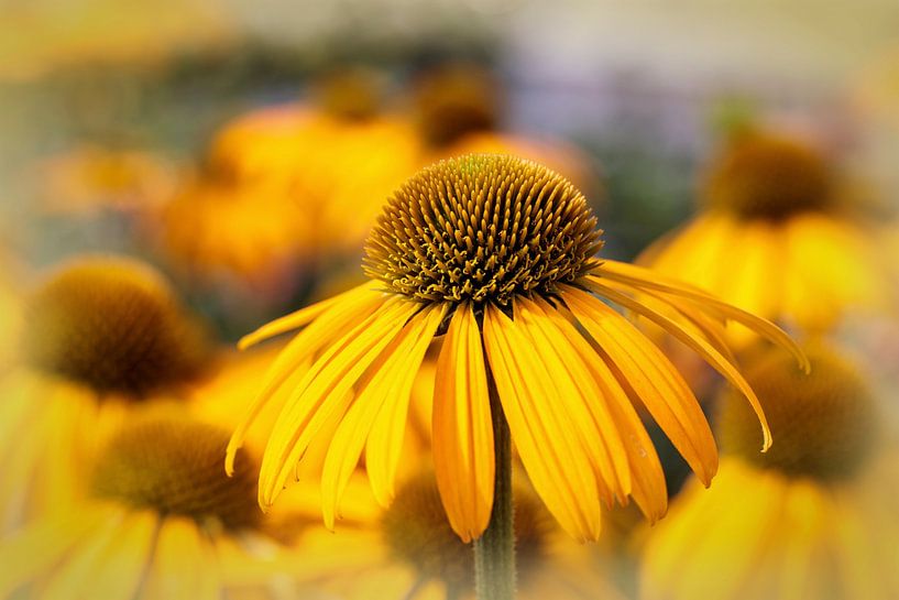 Echinacea by Rob Boon