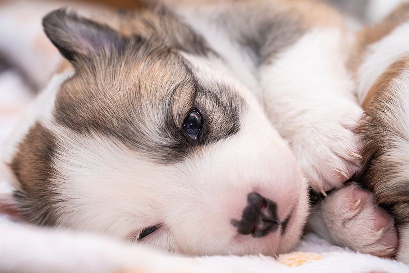 Puppy (1) van Monika Scheurer