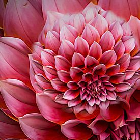 Dahlia in rose van Greetje van Son