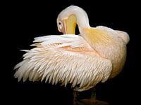 Pelikaan poetst veren