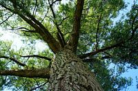 Tree from below