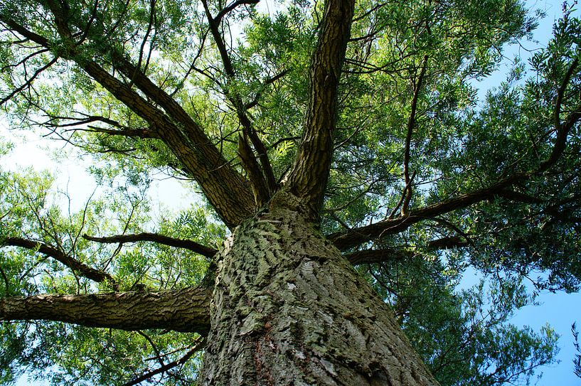 Tree from below by Judith Cool