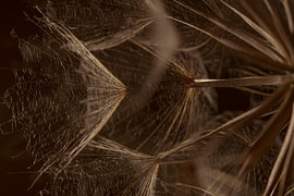Delicate yet powerful – Light falls on the downy hairs of a Tragopogon by Marjolijn van den Berg