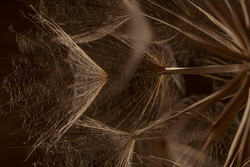 Zart, aber kraftvoll – Licht fällt auf die Härchen eines Tragopogon von Marjolijn van den Berg