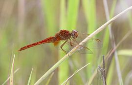 Feuerlibelle von Matthias Brix