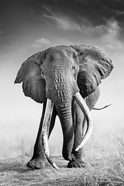 Big Tusker Craig – Amboseli von Jos van Bommel