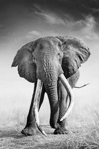 Big Tusker Craig – Amboseli by Jos van Bommel