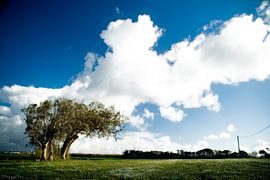 L'arbre dans le paysage sur Marcel Admiraal