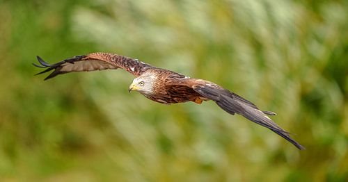 Vliegende rode wouw.