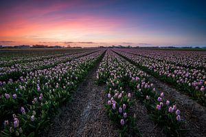 Longing for Spring