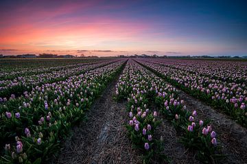 Longing for Spring by Martijn van der Nat
