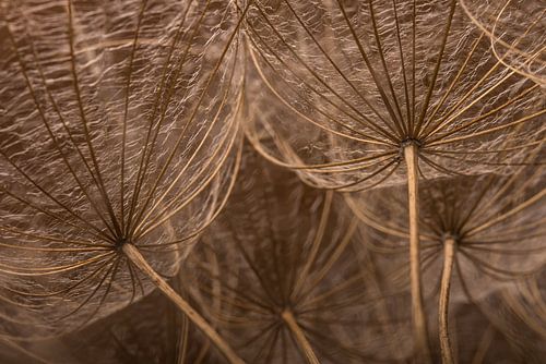 Bruine, hout kleurige pluisjes van een Morgenster