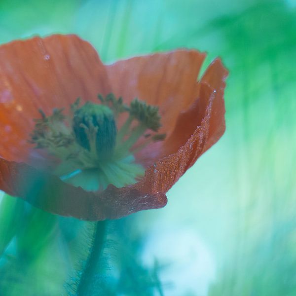 Poppy flower von Mirakels Kiekje