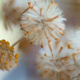 Flauschige und flaumige Blüten von Jolanda de Jong-Jansen