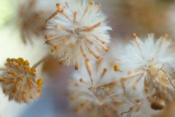 Pluizig en donzige bloemen van Jolanda de Jong-Jansen