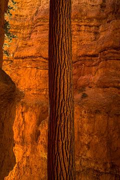 A tree trunk at bryce canyon
