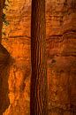 A tree trunk at bryce canyon by Remco van Adrichem thumbnail