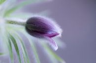Hairy beauty. Harige bloem van het Wildemanskruid (Pulsatilla vulgaris) van Birgitte Bergman thumbnail