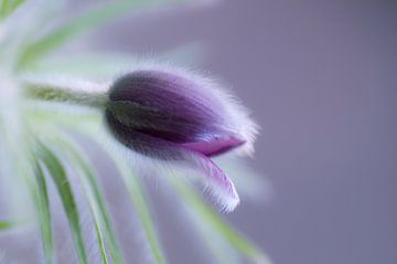 Hairy beauty. Harige bloem van het Wildemanskruid (Pulsatilla vulgaris) van Birgitte Bergman