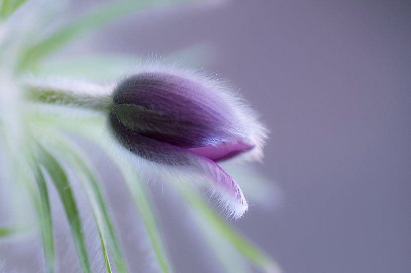 Haarige Schönheit. Behaarte Blüte des Wilden Mannskrauts (Pulsatilla vulgaris) von Birgitte Bergman