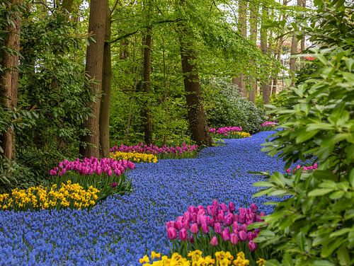 Het blauw voorjaars pad