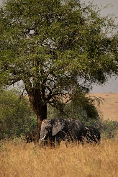 The breath of the earth - Elephants in Kidepo Valley by Rick Massar