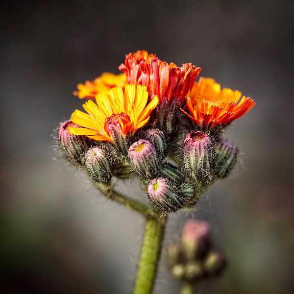 Hawkweed by Rob Boon