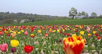 Tulpenfeld in Süddeutschland von Achim Prill Miniaturansicht
