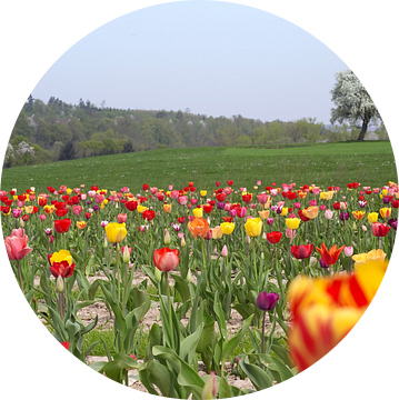 Tulpenveld in Zuid-Duitsland van Achim Prill