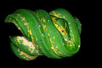 Chondro...