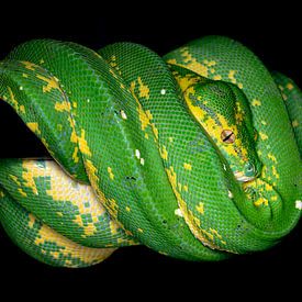Chondro... van Arno van Zon photography